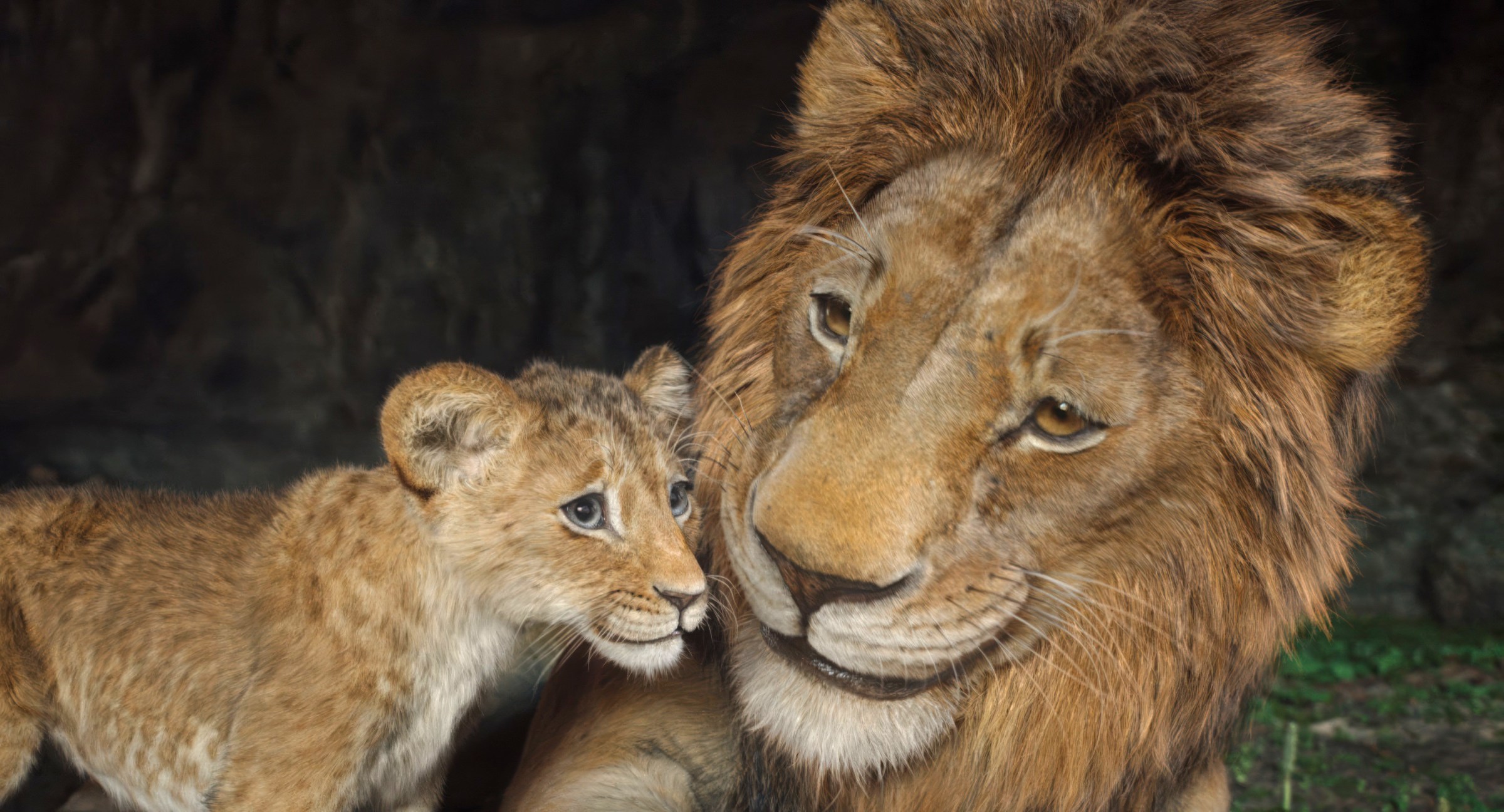 CG Lion cub Kiara and adult Simba in the CG Lion King prequel Mufasa